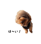 Hello ！ My name is Qoo（個別スタンプ：6）
