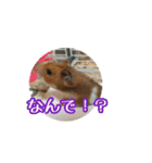 たすたすたんぷ（個別スタンプ：1）