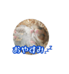たすたすたんぷ（個別スタンプ：2）