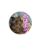 たすたすたんぷ（個別スタンプ：7）