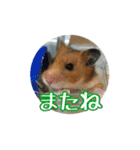 たすたすたんぷ（個別スタンプ：10）