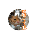 たすたすたんぷ（個別スタンプ：12）