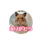 たすたすたんぷ（個別スタンプ：13）