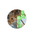 たすたすたんぷ（個別スタンプ：15）