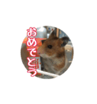 たすたすたんぷ（個別スタンプ：16）