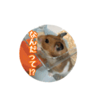 たすたすたんぷ（個別スタンプ：19）