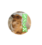 たすたすたんぷ（個別スタンプ：24）