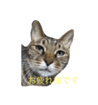 五匹の猫の日常（個別スタンプ：1）