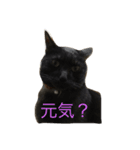 五匹の猫の日常（個別スタンプ：5）