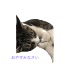 五匹の猫の日常（個別スタンプ：6）
