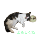 五匹の猫の日常（個別スタンプ：8）
