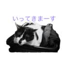 五匹の猫の日常（個別スタンプ：9）