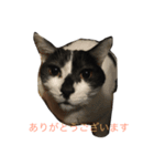 五匹の猫の日常（個別スタンプ：11）