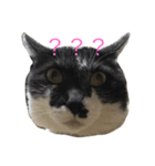 五匹の猫の日常（個別スタンプ：12）