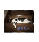 五匹の猫の日常（個別スタンプ：13）