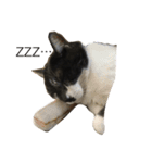 五匹の猫の日常（個別スタンプ：14）