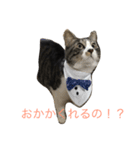五匹の猫の日常（個別スタンプ：16）