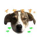 にこ日和（個別スタンプ：9）
