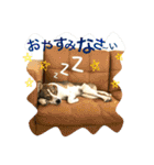 にこ日和（個別スタンプ：10）