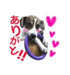 にこ日和（個別スタンプ：11）