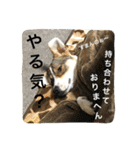 にこ日和（個別スタンプ：14）