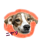 にこ日和（個別スタンプ：22）