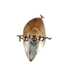 柴犬A（個別スタンプ：1）