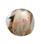 柴犬A（個別スタンプ：3）
