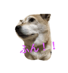 柴犬A（個別スタンプ：4）