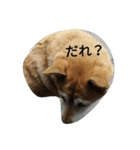 柴犬A（個別スタンプ：5）