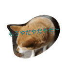 柴犬A（個別スタンプ：6）