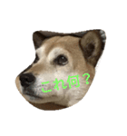 柴犬A（個別スタンプ：7）