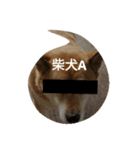 柴犬A（個別スタンプ：8）