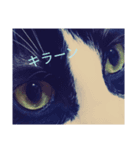 やるきにゃし（個別スタンプ：1）