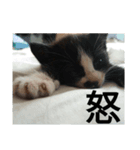 やるきにゃし（個別スタンプ：4）