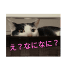やるきにゃし（個別スタンプ：6）