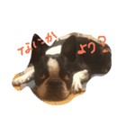 boston daily（個別スタンプ：3）