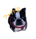 boston daily（個別スタンプ：8）