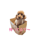 プードルの兄妹アンバーとリンちゃん（個別スタンプ：1）