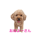 プードルの兄妹アンバーとリンちゃん（個別スタンプ：4）