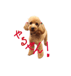 プードルの兄妹アンバーとリンちゃん（個別スタンプ：9）