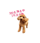 プードルの兄妹アンバーとリンちゃん（個別スタンプ：11）