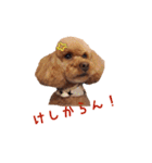 プードルの兄妹アンバーとリンちゃん（個別スタンプ：13）