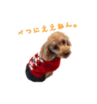 プードルの兄妹アンバーとリンちゃん（個別スタンプ：22）