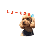 プードルの兄妹アンバーとリンちゃん（個別スタンプ：28）