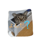 我が家のにゃんこ。（個別スタンプ：6）