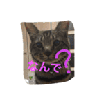 我が家のにゃんこ。（個別スタンプ：11）
