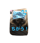 我が家のにゃんこ。（個別スタンプ：13）