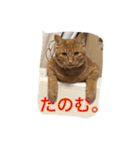 我が家のにゃんこ。（個別スタンプ：15）