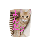 我が家のにゃんこ。（個別スタンプ：17）